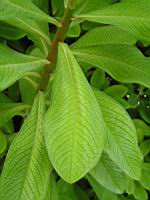 Euphorbia grantii (fam Euphorbiacees) (Afr. equatoriale) (Lyon, Parc de la tete d'or) (3) (Photo F. Mrugala)